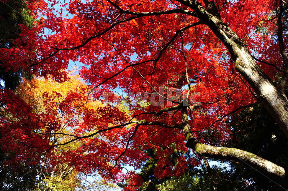 일본,미야지마,히로시마,가을,단풍,은행,빨강,노랑,가을,계절,fall,autumn,season,식물,자연,plants,nature,나무,trees,wood,plant,leaf,잎,tree,maple