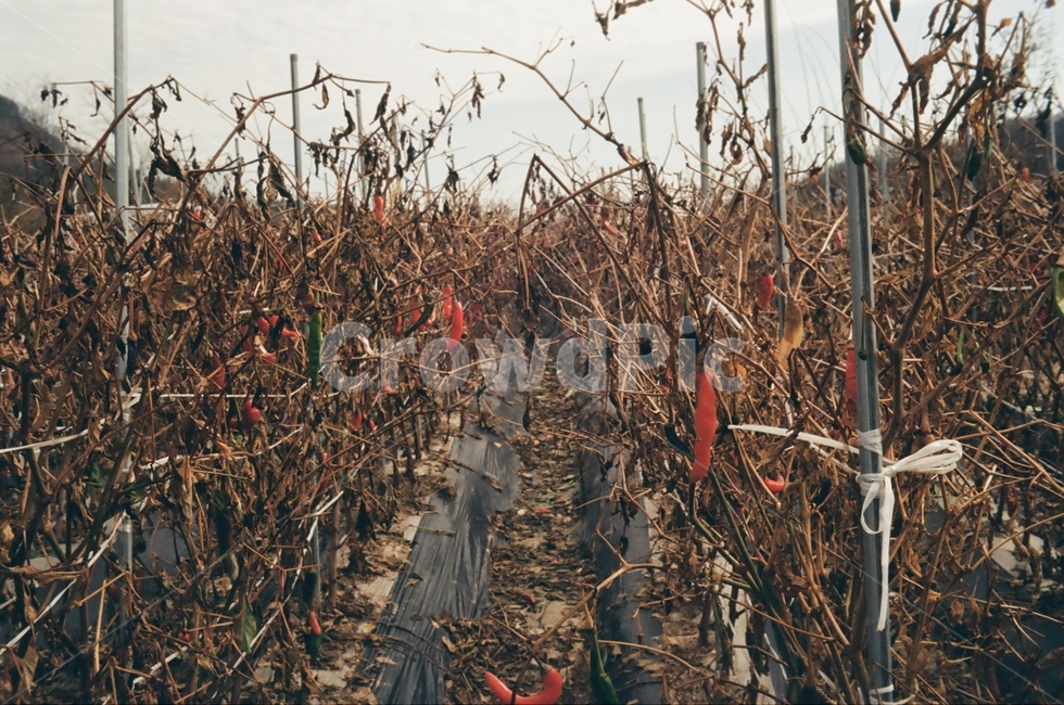 고추,고추밭,밭,자연,식물,시골,홍고추,밭두렁,풍경,식물,자연,plants,nature