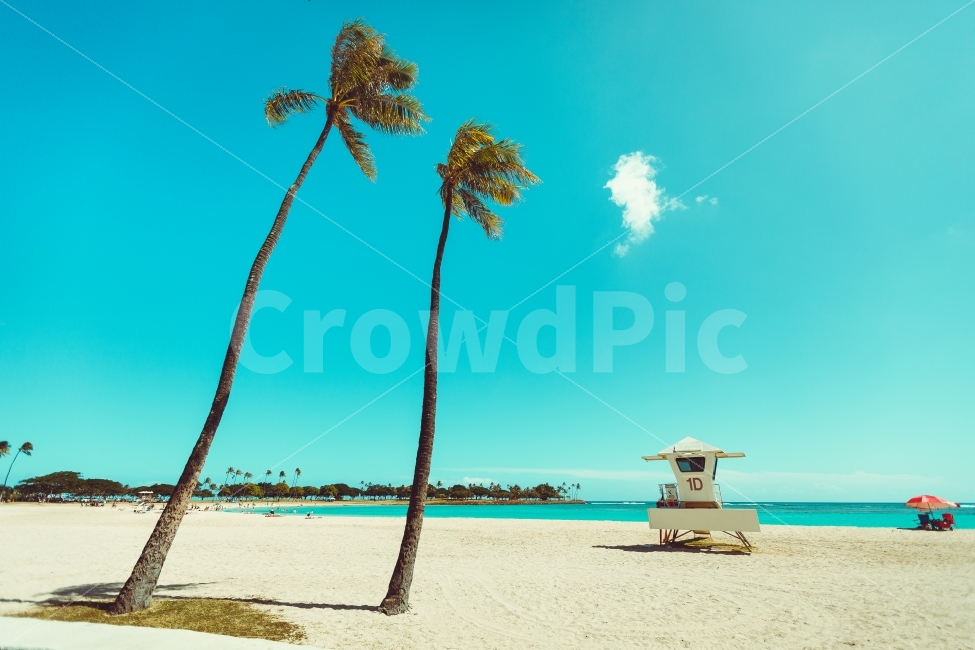 하와이,야자,야자수,HAWAII,PLAMTREE,PLAMTREES,바다,이쁜바다,야자나무,자연,풍경,nature,landscape,여름,계절,summer,season,해변,바다,beach,sea,여행,휴가,traveling,vacation,trip,해외,외국,세계,foreign,oversea,world,색깔,색상,색채,색감,color sense,color sensitivity,feeling of color