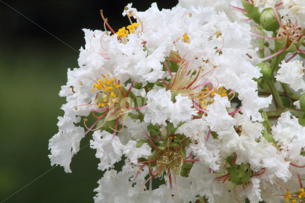 베롱나무,꽃,식물,배롱나무,crapemyrtle,여름,식물,자연,plants,nature,꽃,flower
