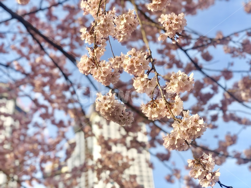 봄,벚꽃,따뜻한,공원,식물,cherryblossoms,park,spring