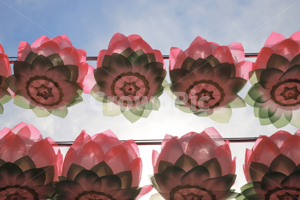 등,석가탄신일,연등,관등놀이,경주,한국전통,한국문화,korean traditional,korean culture,종교,신앙,religion,belief,faith,축제,행사,festival,carnival,event,기념일,축하,anniversary,congratulation,celebrate,celebration