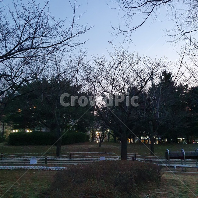 tree,나무,plant,식물,treetrunk,나무줄기,겨울,밤,night