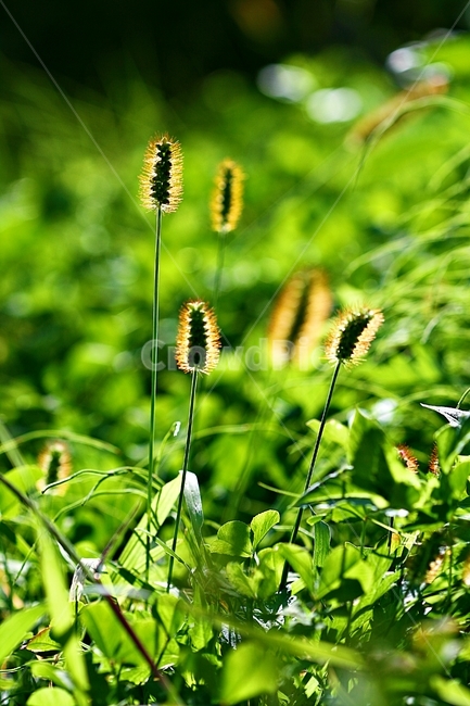 강아지풀,식물,잡초,계절,풀,식물,자연,plants,nature