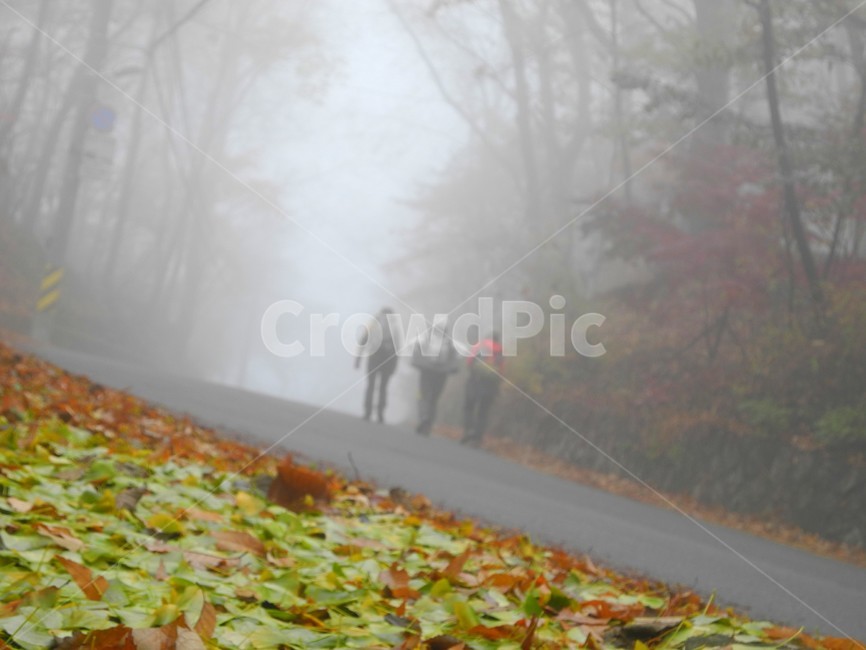산안개,가을산,가을산행,낙엽,안개낀도로,안개,nature,자연,가을,계절,fall,autumn,season