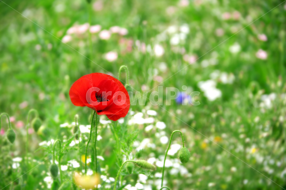 plant,식물,꽃,flower,양귀비,식물,자연,plants,nature,꽃,flower