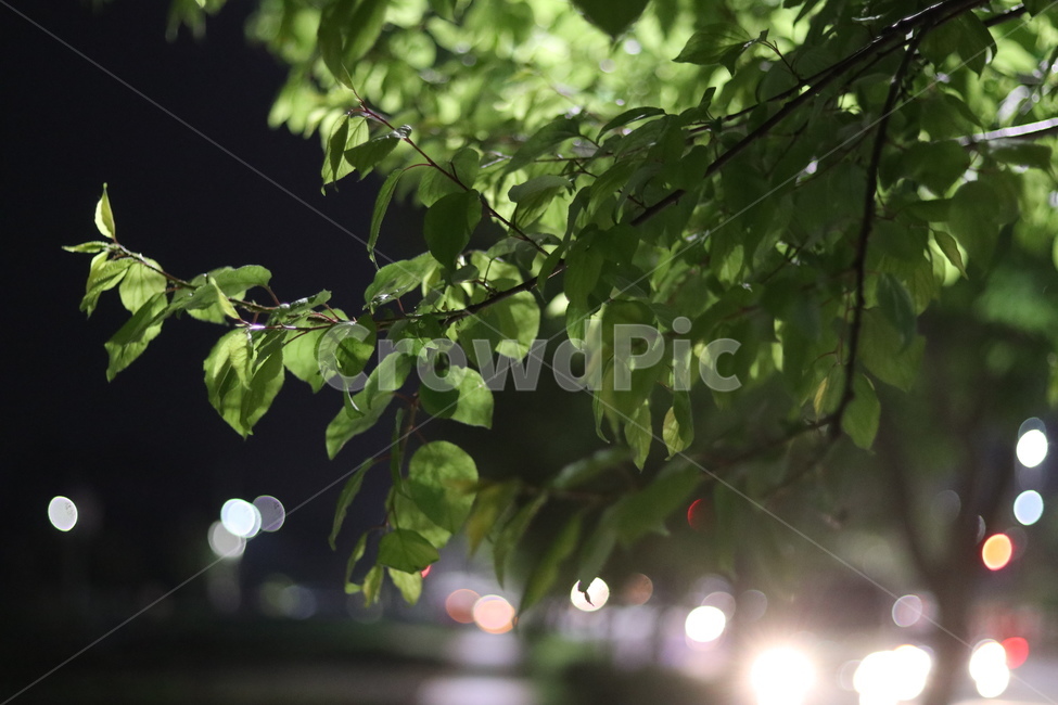 야경,잎,나무,푸르름,봄,밤,불,야경,밤,풍경,nightscape,night,landscape,식물,자연,plants,nature,leaf,plant