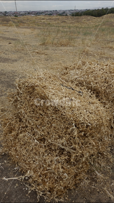건초,여물,grass,마른풀,yellow,brown,자연