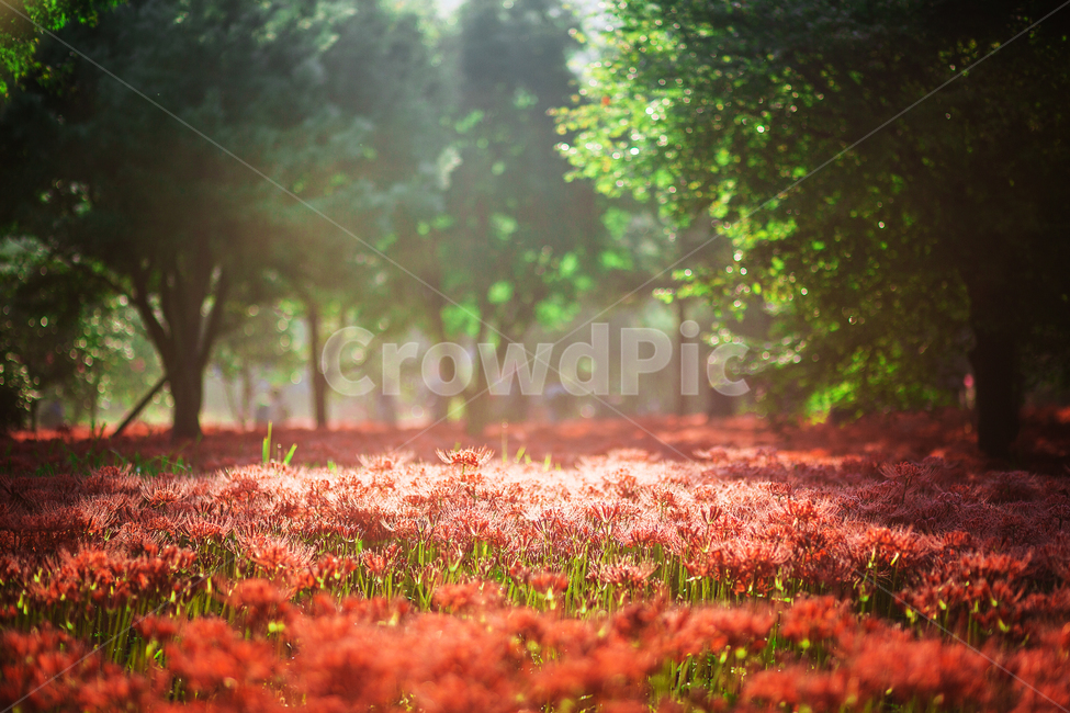 상사화,꽃무릇,일출,아침햇살,빛내림,불갑사,자연,풍경,nature,landscape,plant,식물,leaf,잎,tree,나무,ground,바닥