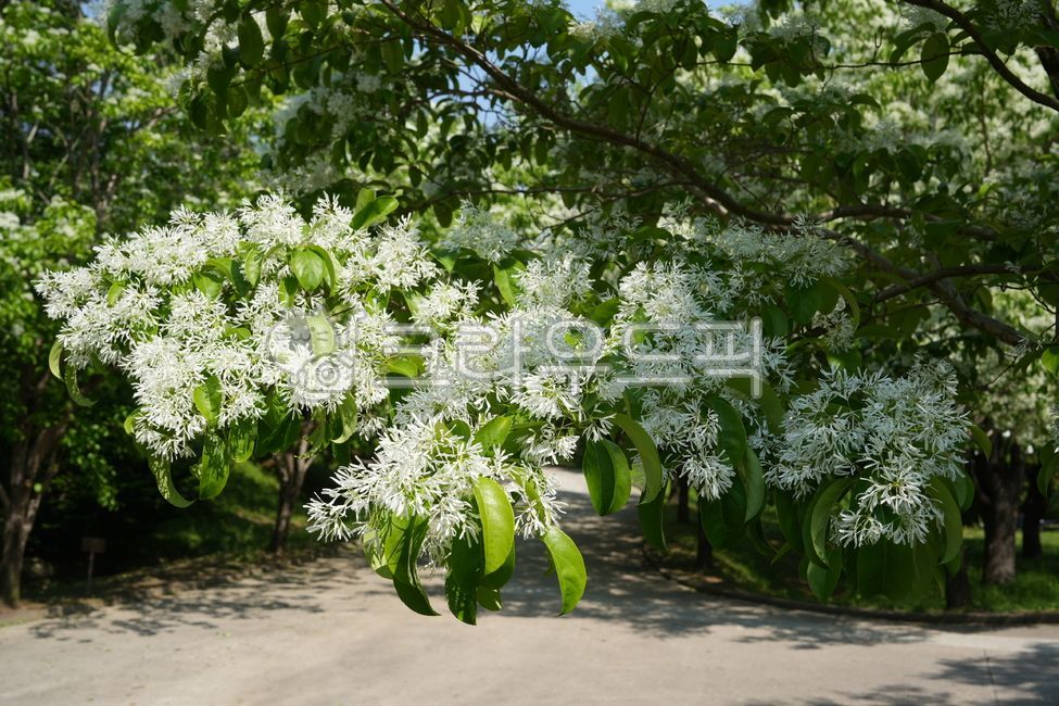 Poplar,Poplar,Tree,Flower,Plant,Snow,Shrub,Cultivated,European,Leaf,Garden,Green,Green Leaves,Snowflake,Poplar