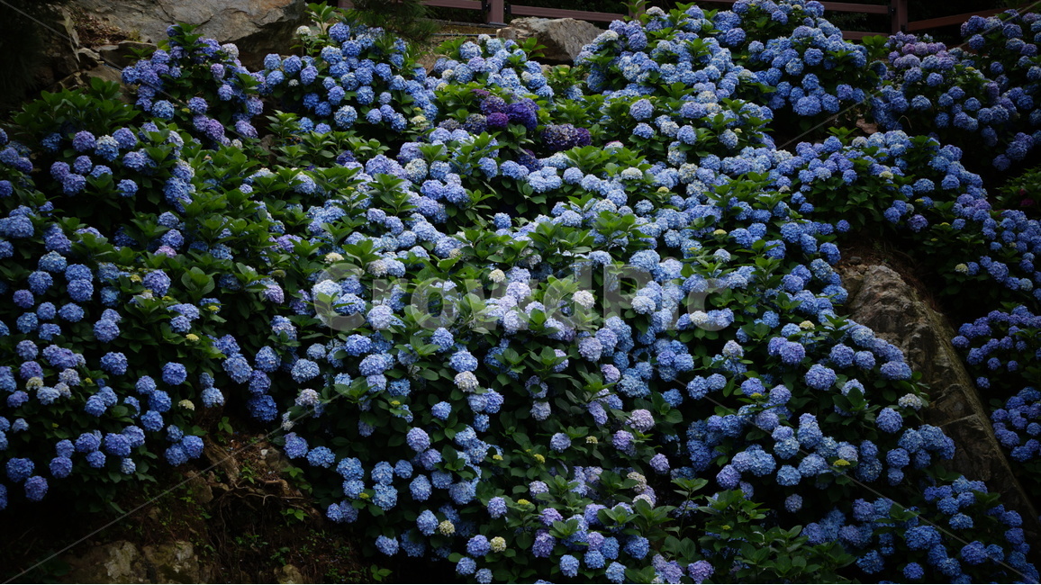 수국,수국꽃,꽃,꽃사진,식물,식물,자연,plants,nature,꽃,flower
