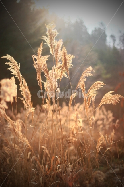 겨울,갈대,억새,풍경,자연,식물,가을,계절,fall,autumn,season,식물,자연,plants,nature,감성,sensible,feeling,휴식,힐링,rest,relaxation,healing,grass,잔디,plant,lawn