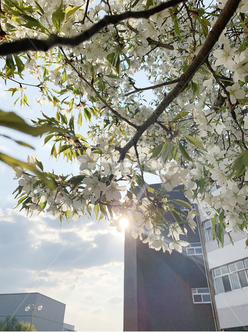 벚꽃,봄꽃,꽃,햇빛,햇살,하늘,구름,자연,봄,나무,봄,계절,spring,season,식물,자연,plants,nature,꽃,flower,plant,flare,플레어,light,빛