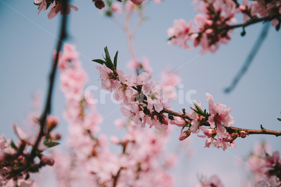 꽃,벚꽃,하늘,봄,자연,나무,식물,환경,봄,계절,spring,season,식물,자연,plants,nature,꽃,flower,plant,blossom