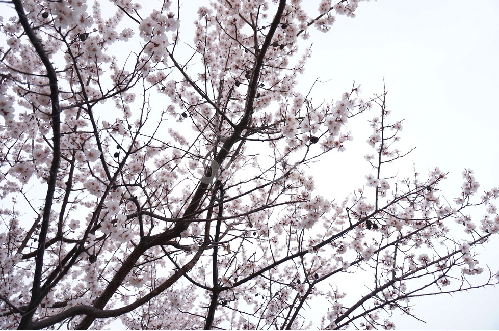 벚꽃,벚꽃나무,벚꽃잎,봄꽃,벚나무,봄,계절,spring,season,식물,자연,plants,nature,꽃,flower,plant,blossom,cherry blossom