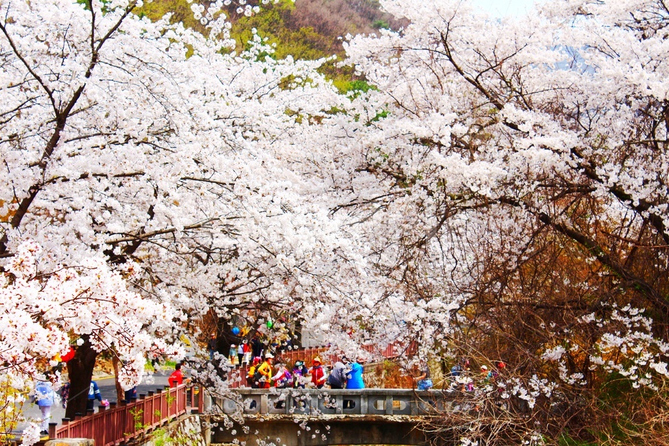 봄,spring,꽃,벚꽃,벚꽃나무,길거리,공원,가로수,봄꽃,blossom,나들이,봄나들이,4월,april