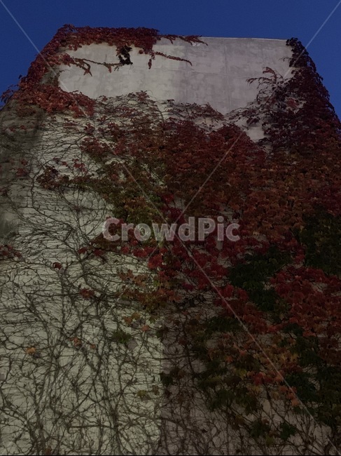 tree,나무,식물,유럽,벽,빌딩,빈티지