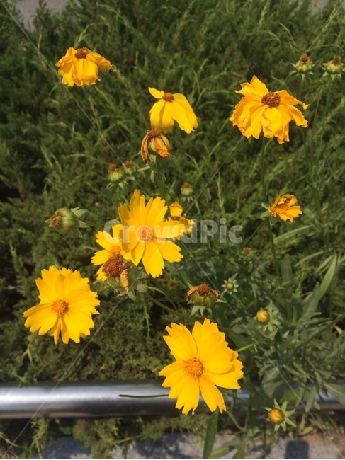 꽃,자연,식물,nature,flower