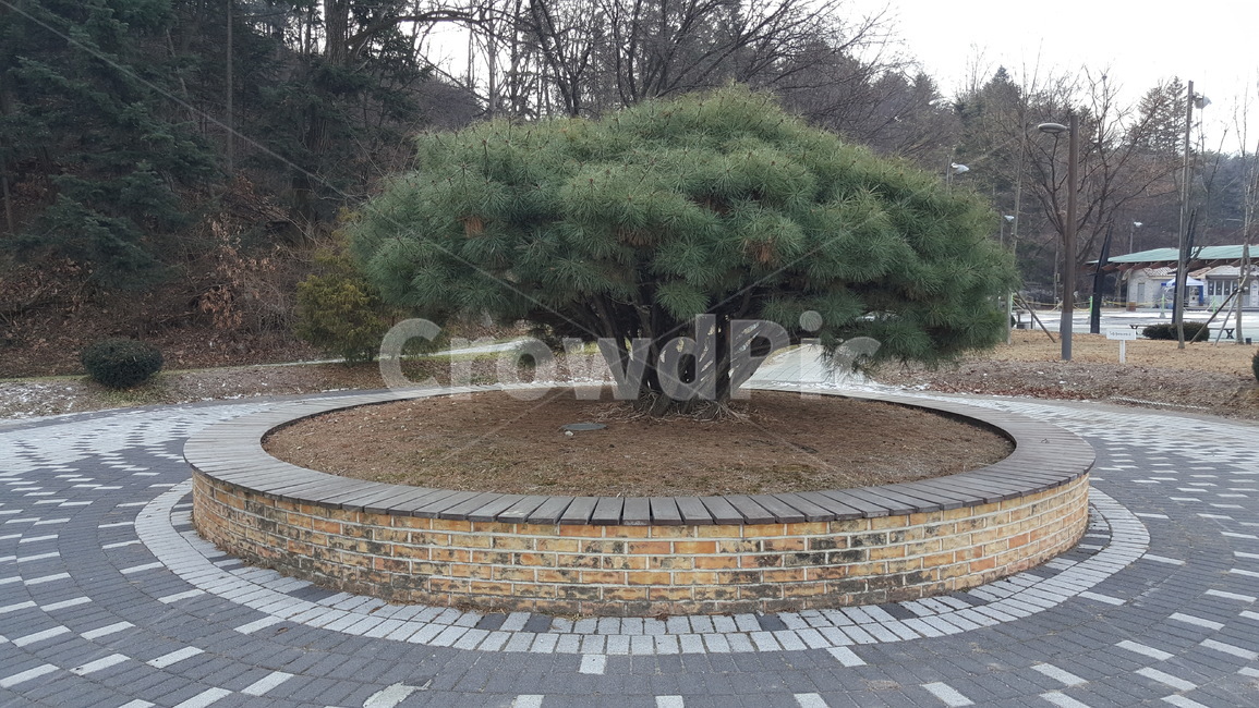 공원,조경,나무,풍경,자연,공원풍경,겨울공원,겨울나무,식물,자연,plants,nature,나무,trees,wood