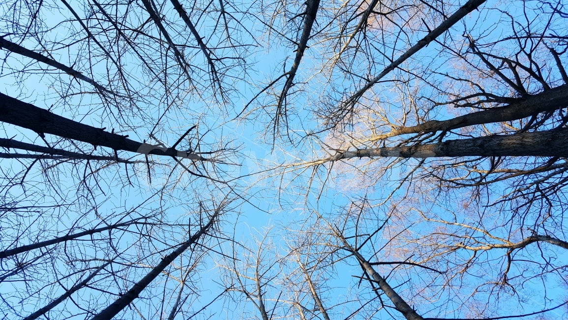 공원,나무,겨울,겨울하늘,몽환적,자연,풍경,nature,landscape,겨울,계절,winter,season,tree,plant,식물,tree trunk,나무 줄기