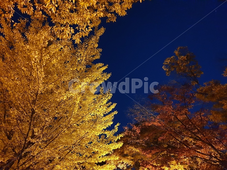 가을,저녁,오후,단풍,은행나무,단풍나무,나무,하늘,autumn,evening,color,red,yellow,blue,가을,계절,fall,autumn,season,자연,풍경,nature,landscape,tree,plant,식물