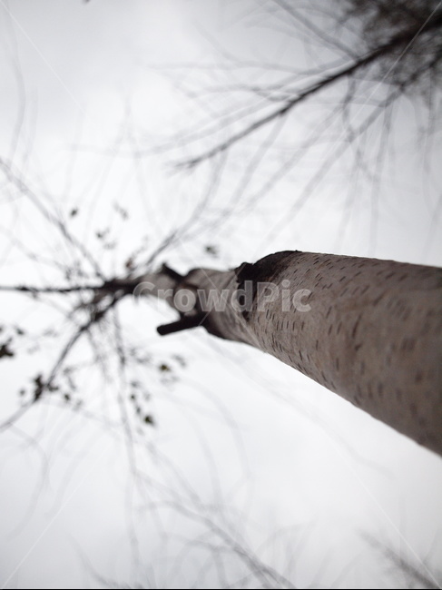 나무,겨울,구름,흐림,tree,plant,식물,트리,나무,trees,wood