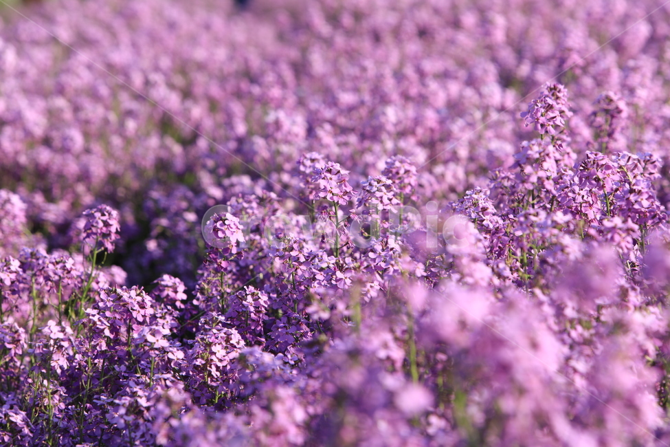 보라색,유채꽃,보라색유채꽃,꽃,보라색꽃,식물,자연,plants,nature,꽃,flower