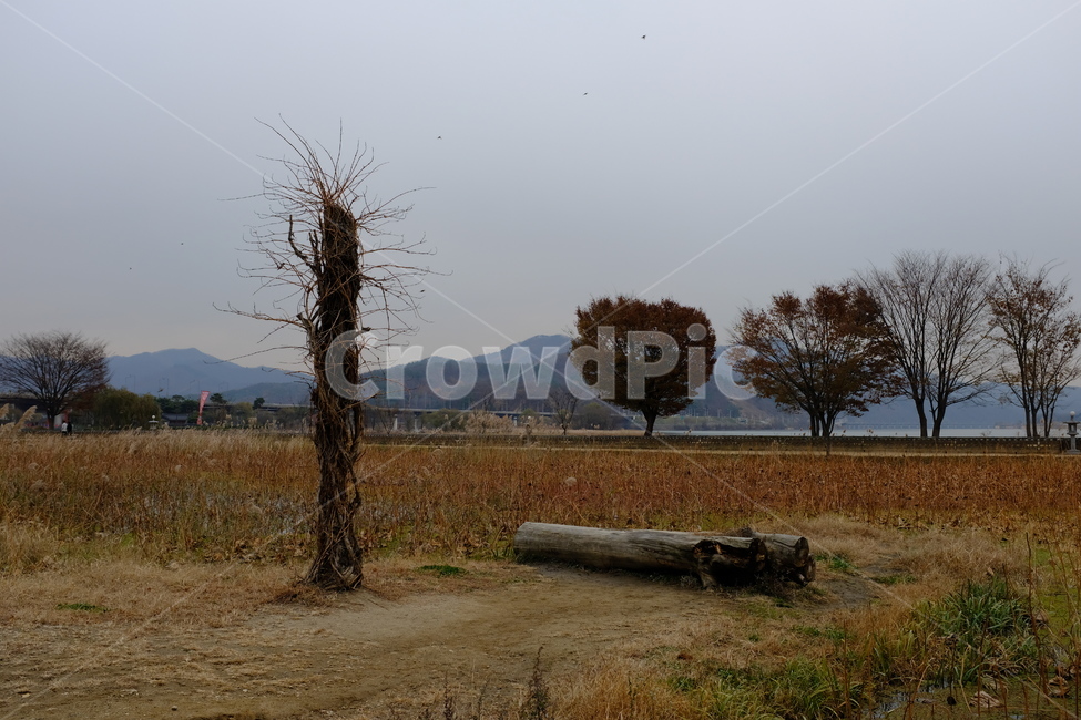 나무,자연,두물머리,가을,산,자연,풍경,nature,landscape,tree,plant,식물,ground,바닥,tree trunk,나무 줄기