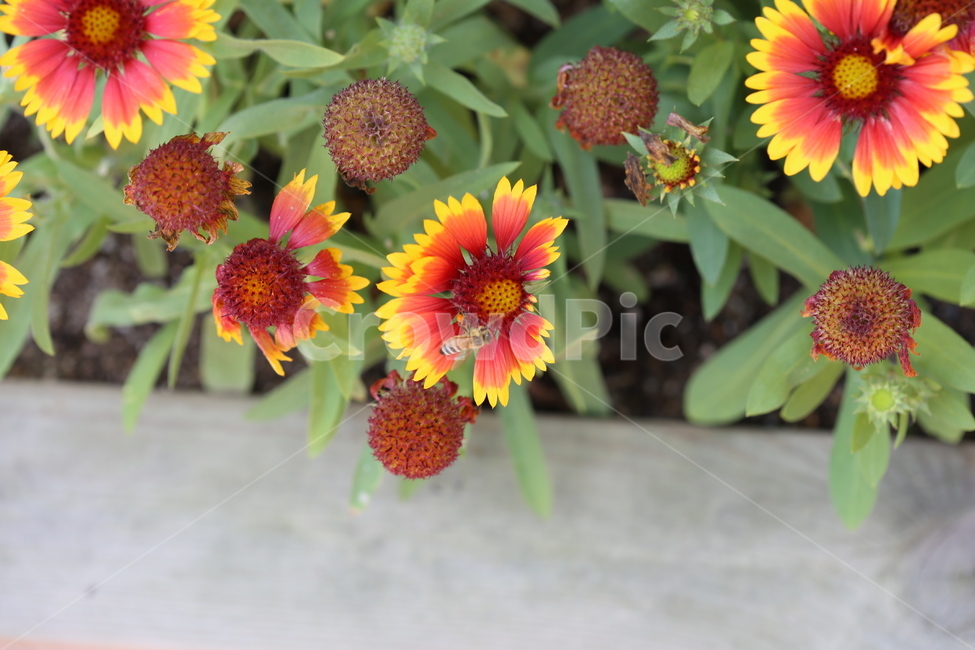 꽃,벌,꿀벌,식물,동물,자연,풍경,식물,자연,plants,nature,꽃,flower