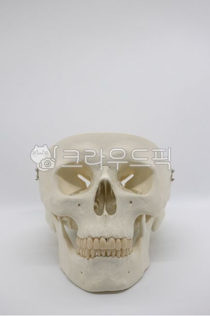 할로윈,할로윈데이,할로윈축제,호러,해골,skull,무서움,공포,horror,축제,행사,이벤트,event,holloweenparty,festival,jaw,턱,해골모형,두개골,뼈