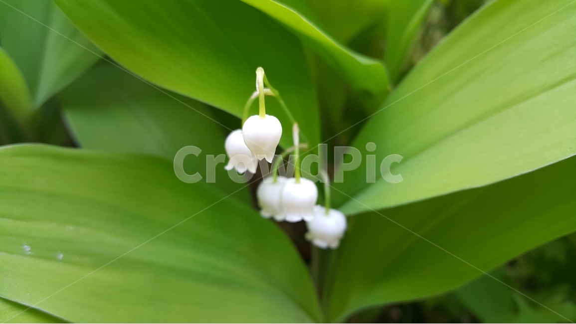 방울꽃,꽃,자연,흰꽃,flower,nature,plant,잎사귀,leaf,green,fresh,식물,자연,plants,nature,꽃,flower