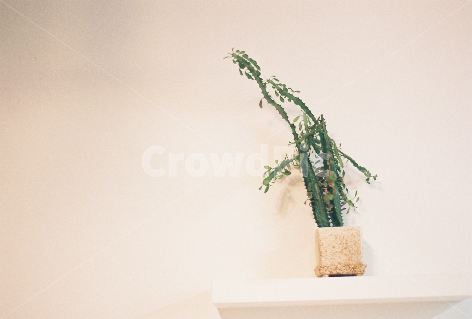 화분,선인장,인테리어,선반,cactus,필름사진,식물,자연,plants,nature,실내용화초,화분,화초,house plant,감성,sensible,feeling,인테리어,실내디자인,interior design