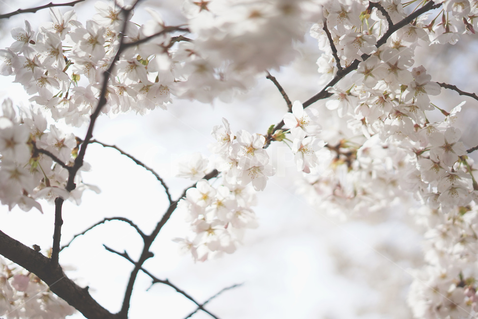벚꽃,사쿠라,봄꽃,봄,spring,cherryblossom,봄,계절,spring,season,식물,자연,plants,nature,꽃,flower,plant,blossom