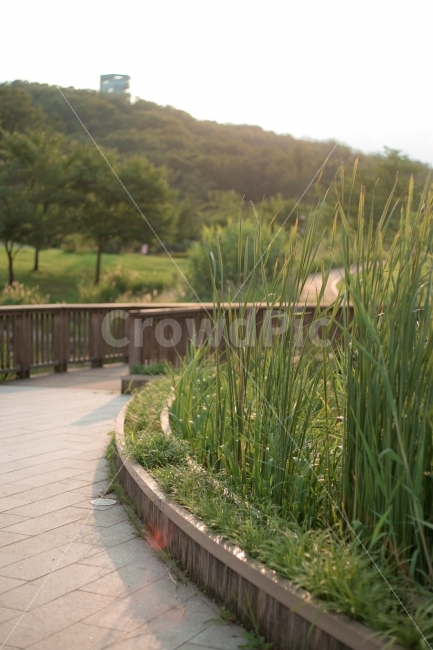 풍경,풀,식물,공원,나무,자연,풍경,nature,landscape,식물,plants,grass,잔디,plant