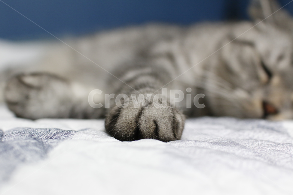 고양이,고양이발,개냥이,찹쌀떡,자는고양이,졸림,귀여운,모찌,동물,animal,포유류,mammal,고양이,cat,kitten,kitty