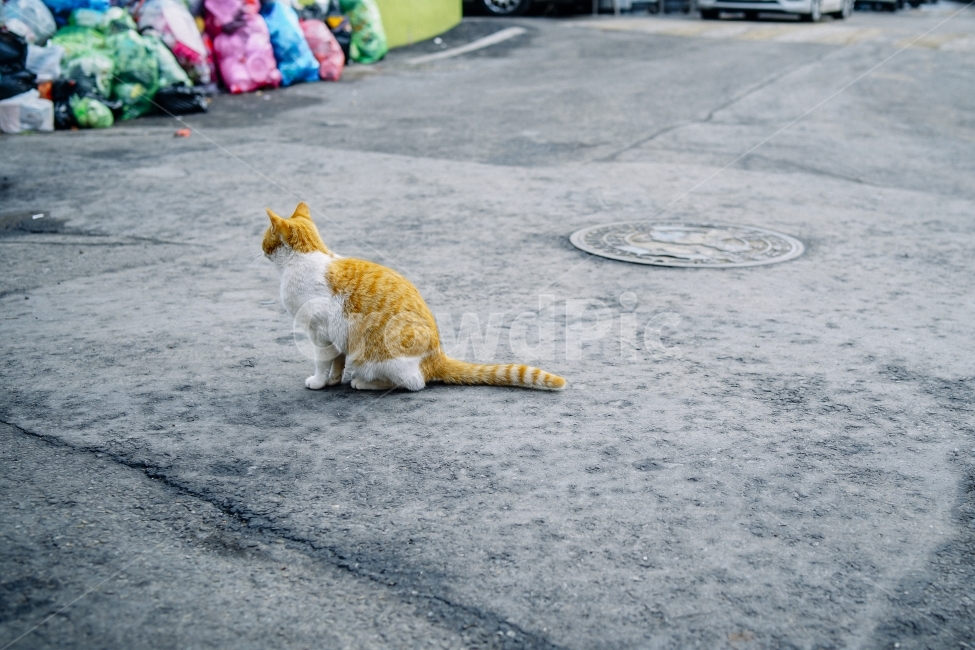 고양이,길고양이,길,고독함,겨울,cat,동물,동물사진,동물,animal,포유류,mammal,고양이,cat,kitten,kitty