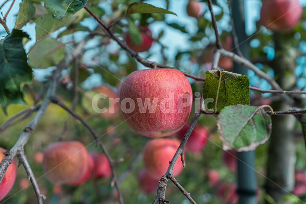fruit,과일,food,음식,plant,식물,apple,사과,가을,과일,열매,fruit