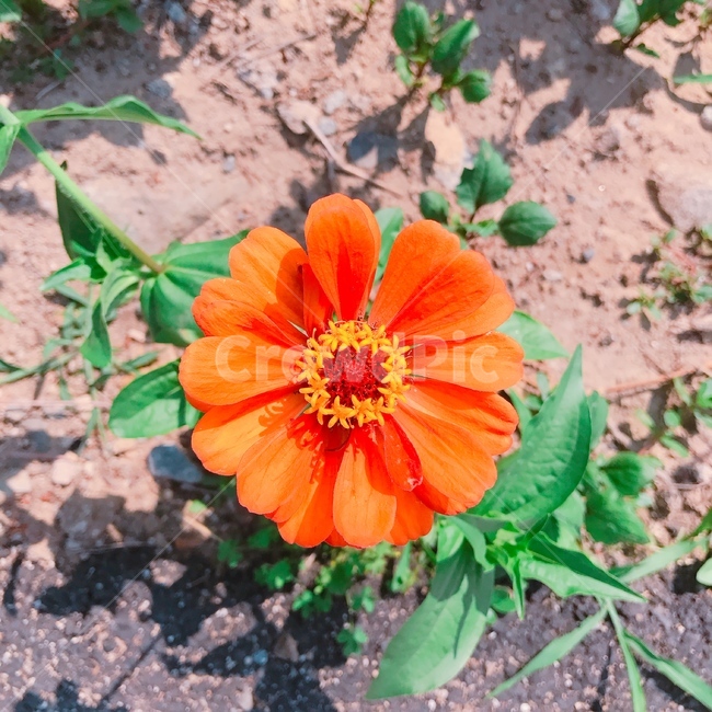 plant,식물,꽃,자연,주황,식물,자연,plants,nature,꽃,flower