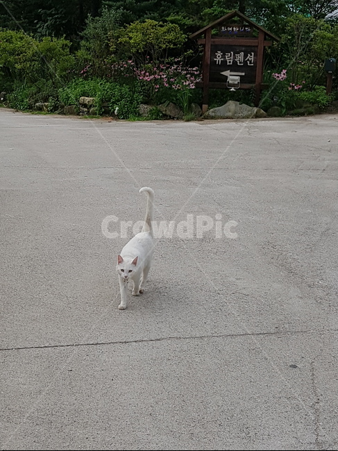 고양이,하얀고양이,길,반려동물,동물,동물,animal,포유류,mammal,고양이,cat,kitten,kitty