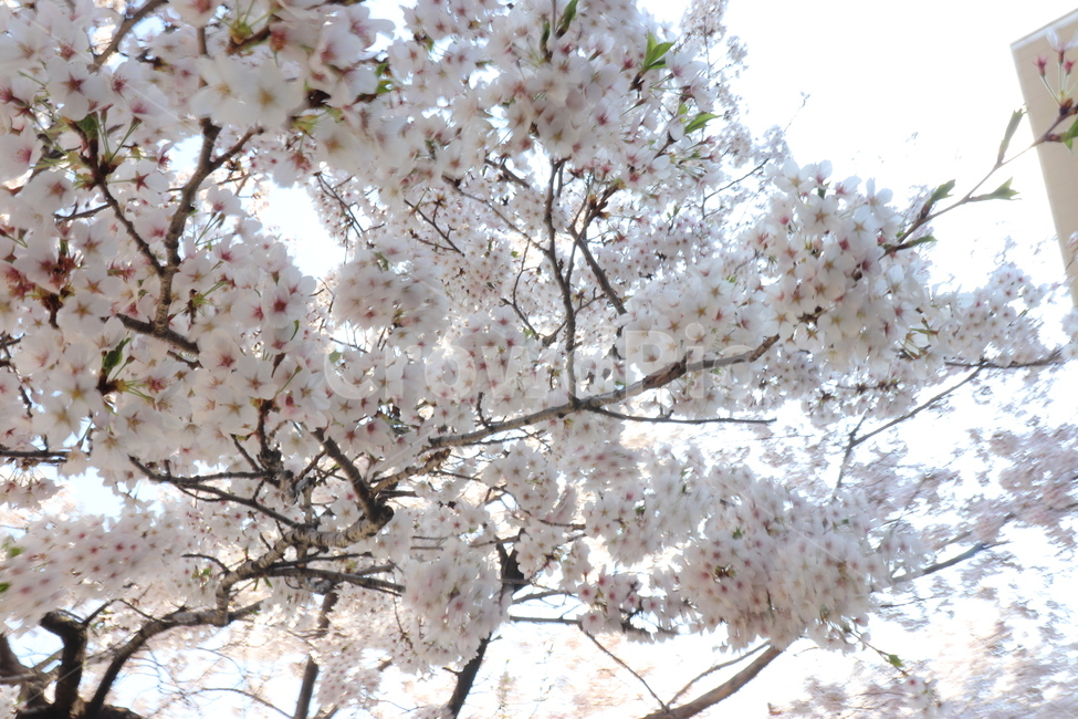blossom,벚꽃,봄,하늘,벚꽃나무,flower,꽃,꽃,flower