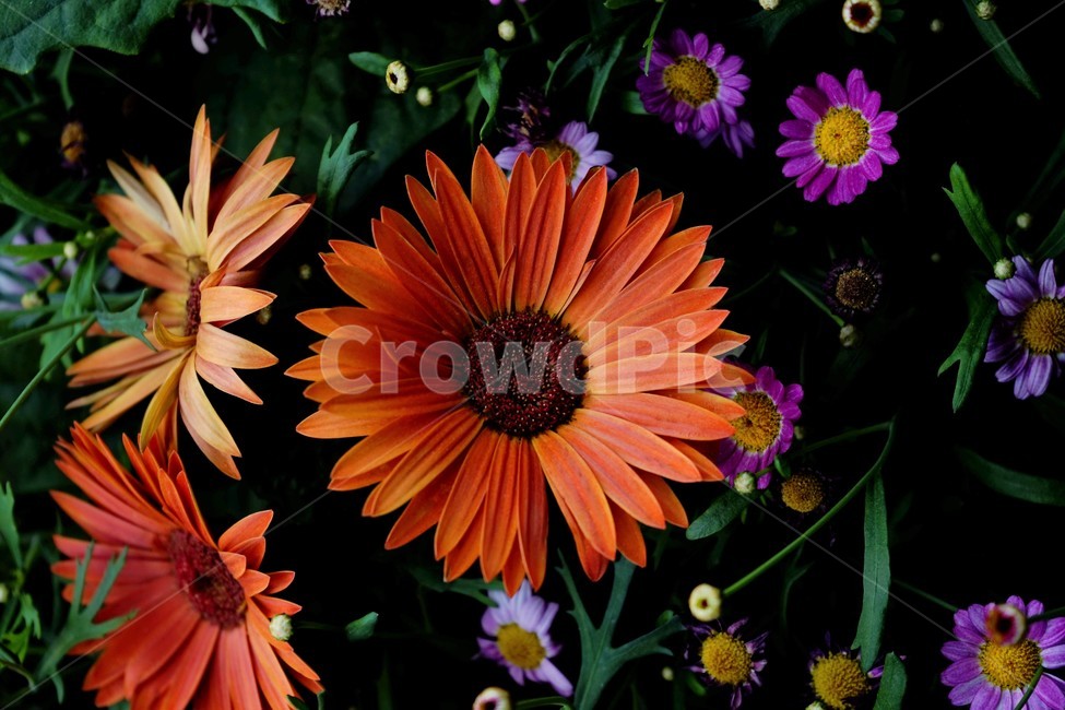 봄,bloom,꽃,식물,자연,화사함,꽃향기,colorful,floral,flower,gardenflowers,happymind,life,nature,plant,spring,식물,자연,plants,nature,꽃,flower