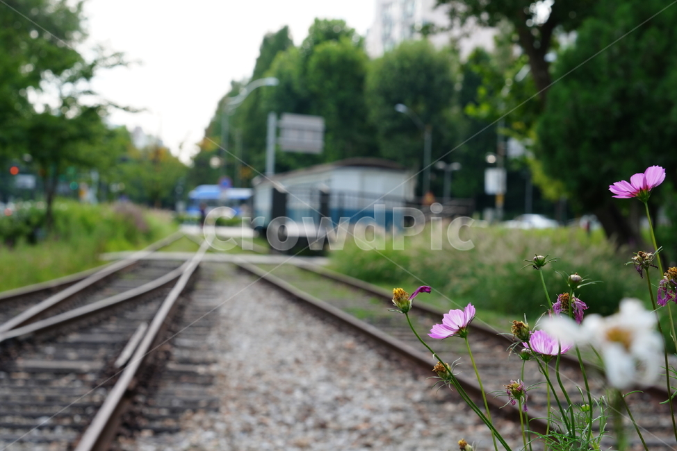 철길,레일,rail,길,철,기찻길,교통,코스모스,꽃,식물,교통,교통수단,traffic,transportation