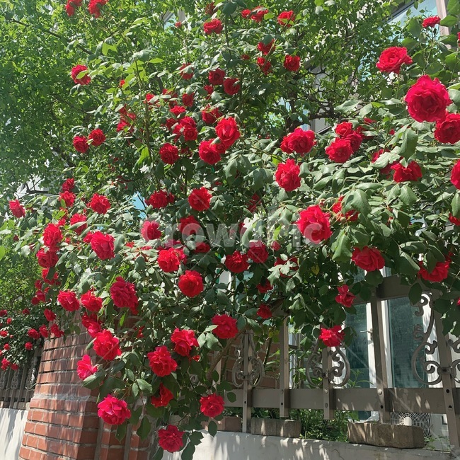 장미,봄,꽃,담장,감성,식물,자연,plants,nature,꽃,flower