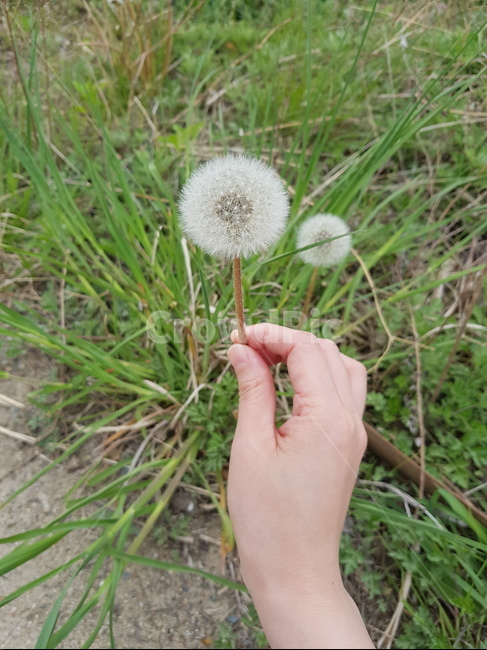 민들레,봄,spring,dandeline,봄꽃,손,자연,nature