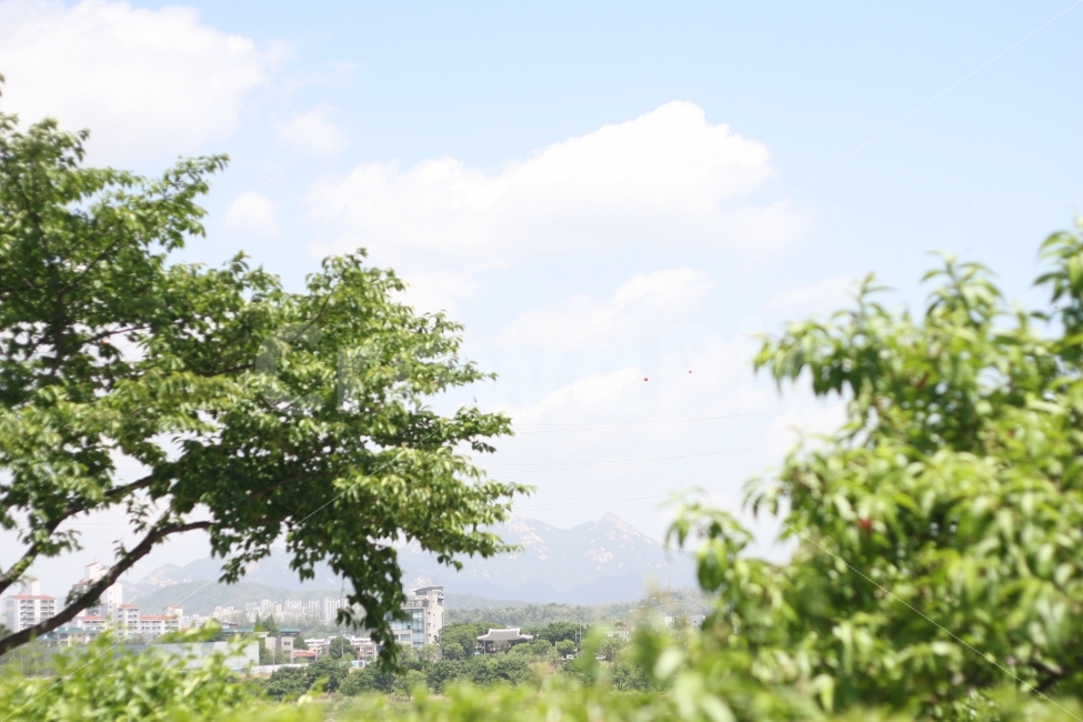 자연풍경,구름,나무,따뜻함,사진,식물,자연,plants,nature,도시,풍경,city,landscape,tree,plant