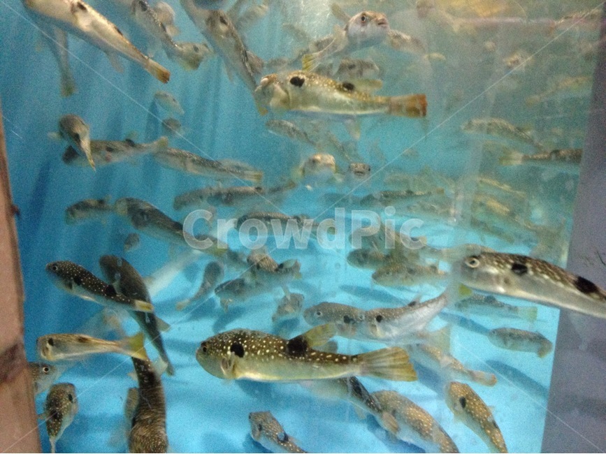 수족관,복어,물고기,어류,복집,동물,animal,어류,물고기,fish