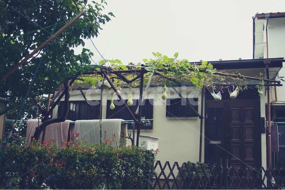 일본,주택,조롱,조롱박,표주박,덩쿨,추억,주걱,japan,house,도쿄,tokyo,마당,yard,감성,sensible,feeling,건축물,건물외관,exterior,building,structure,architecture,construction