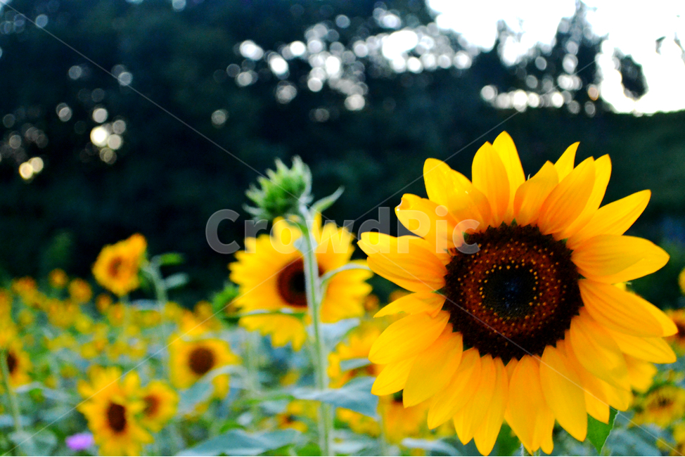 plant,식물,flower,blossom,꽃,해바라기,노랑색,식물,자연,plants,nature,꽃,flower