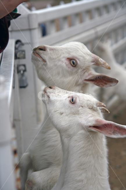 동물원,동물,염소,zoo,goat,animal,갈구,동물,animal,포유류,mammal,산업,industry,industrial,목축업,목장,livestock farming,ranching,pasture