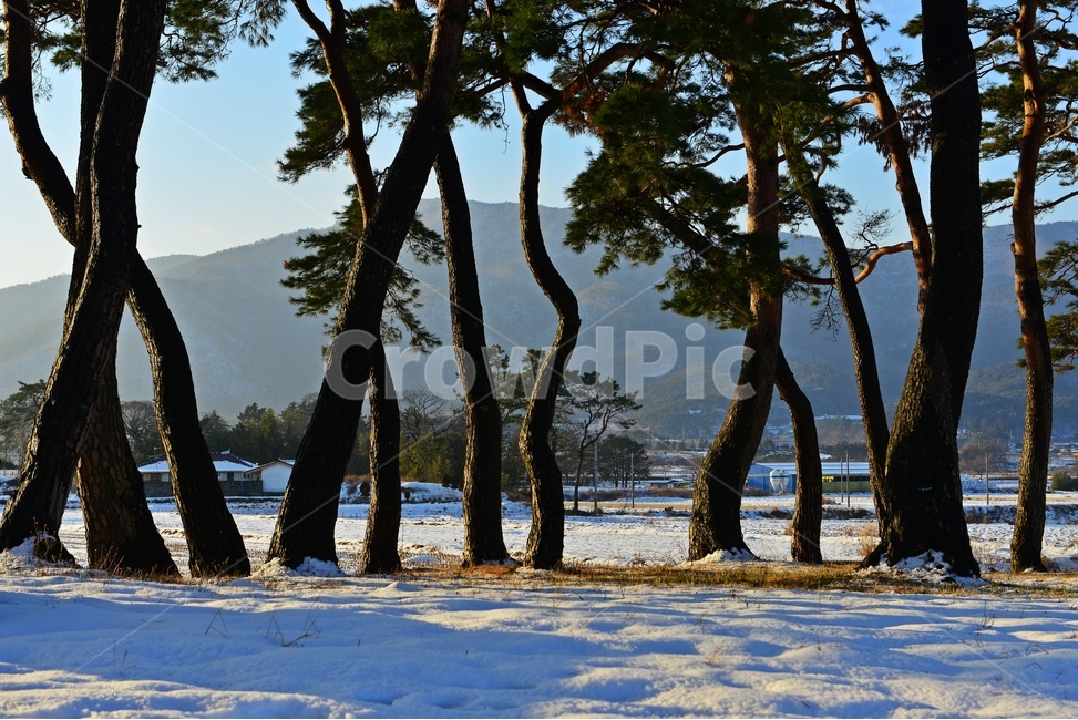 보성,웅치소나무설경,웅치소나무,솔밭,설경,겨울,걔절,tree,나무,plant,식물,자연,경치,경관,풍경,treetrunk,나무줄기